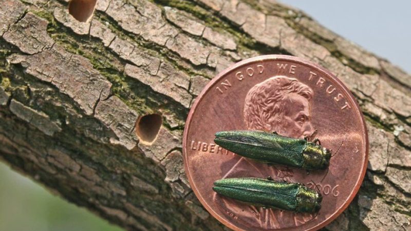 Is Your Ash Tree Infested With Emerald Ash Borer Yet?
